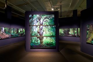 In einem verwinkelten Ausstellungsraum mit dunklen Wänden hängen über- und nebeneinander große Bildschirme, die alle Bilder von Bumn in einem Regenwald zeigen. Im Zentrum des Bildes ist eine Säule, an der auf drei übereinanderhängenden Bildschirmen ein großer Baum zu sehen ist. Durch die Baumkrone strömt intensives Sonnenlicht.