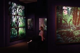 Eine Besucherin sitt auf einer Bank in einem abgedunkelten, verwinkelten Raum. An den Wänden hängen Monitore, die Bilder aus Regenwäldern zeigen. 