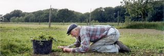 Ein älterer Mann kniet in einem Feld und rupft Unkraut.