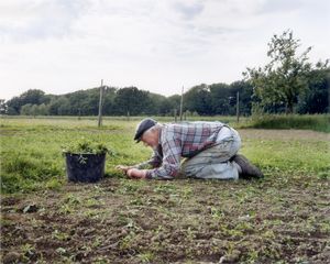 Ein älterer Herr kniet auf einem Acker. Vor ihm steht ein Pflanzkübel.