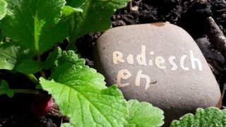 Ein Beet mit grünen Blättern und einem Stein mit der Aufschrift Radieschen. 