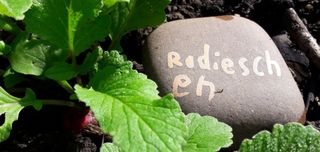 Ein Beet mit grünen Blättern und einem Stein mit der Aufschrift Radieschen. 