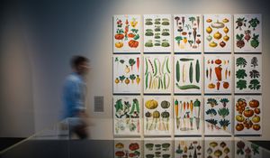 Eine Wand mit vielen Plakaten, auf denen verschiedene Gemüsesorten zu sehen sind.